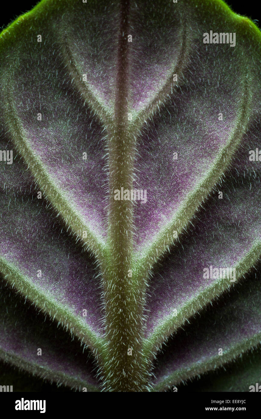 Nahaufnahme Detail eines Blattes African Violet (Saintpaulia SP.). Stockfoto