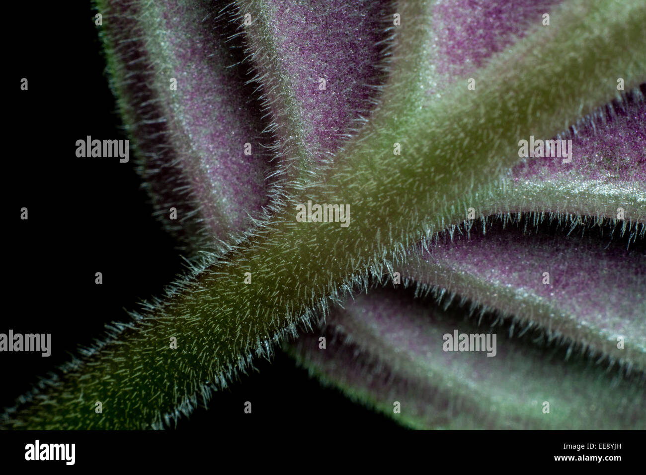 Nahaufnahme Detail eines Blattes African Violet (Saintpaulia SP.). Stockfoto