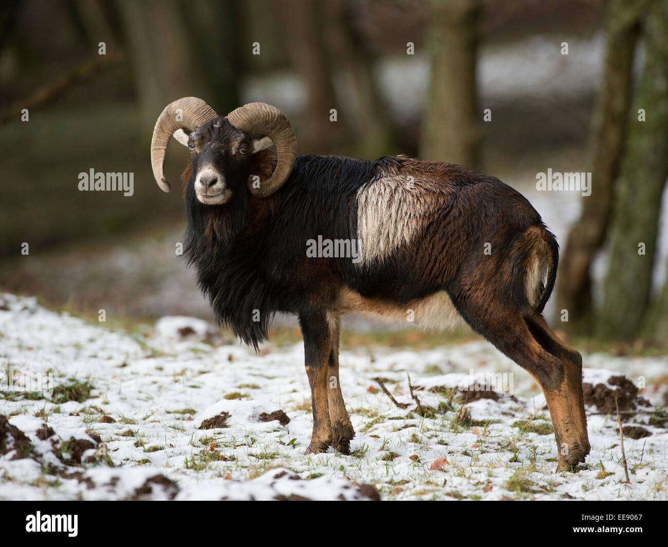 Europäischer Mufflon, Europäische Mufflon (Ovis Orientalis Musimon), Deutschland Stockfoto