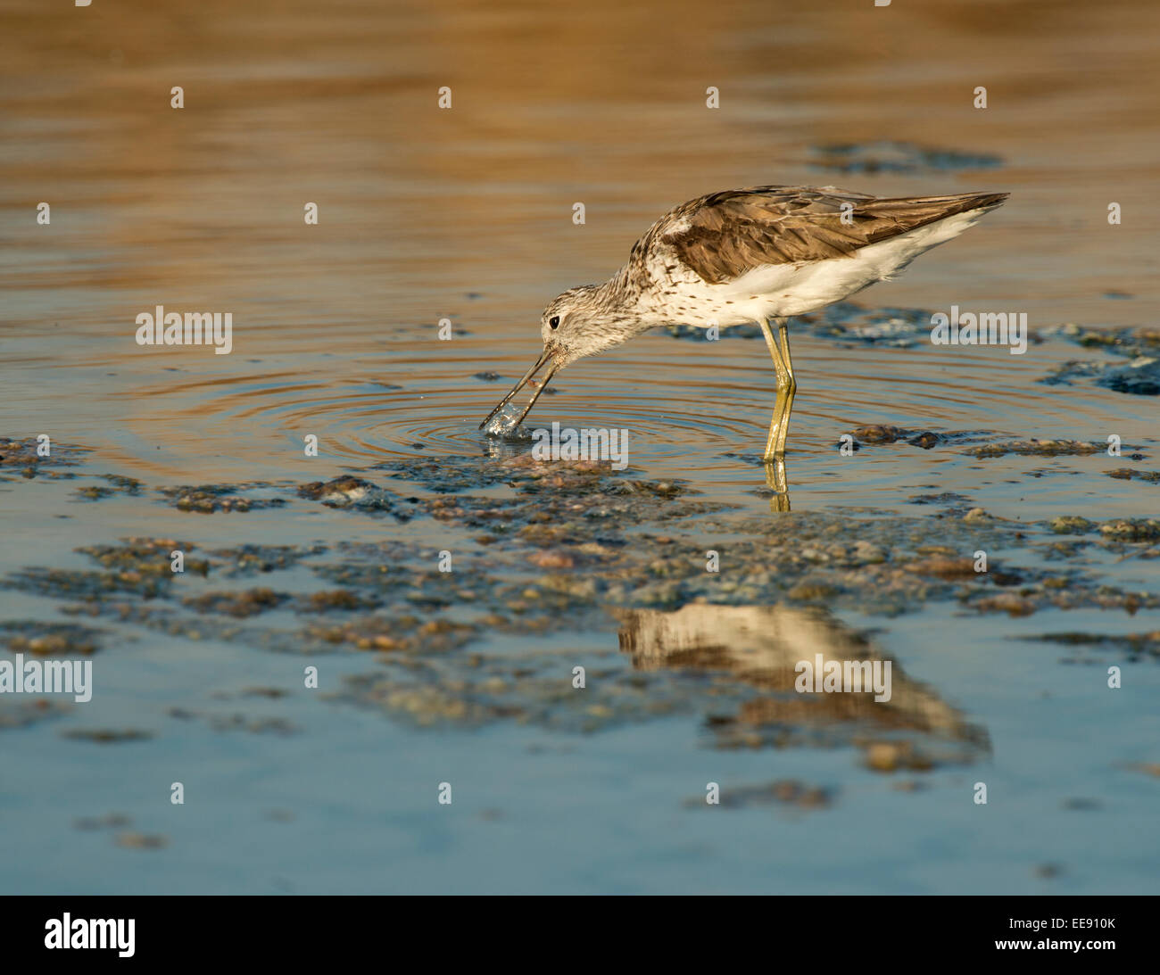 (gemeinsame) Grünschenkel [Tringa Nebularia], Gruenschenkel Stockfoto