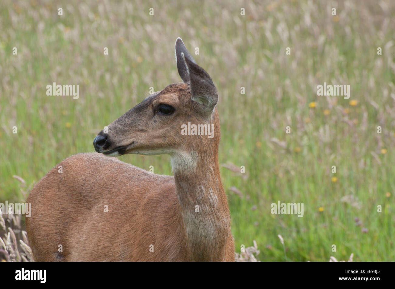 Ein Reh blickt in lange Grashalme in Ocean Shores, WA genommen. Stockfoto