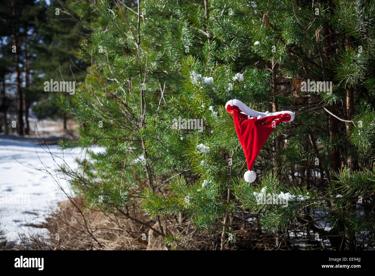 Weihnachtsmann Mütze auf Tannen Ast, Weihnachten im Winter Natur außerhalb Stockfoto