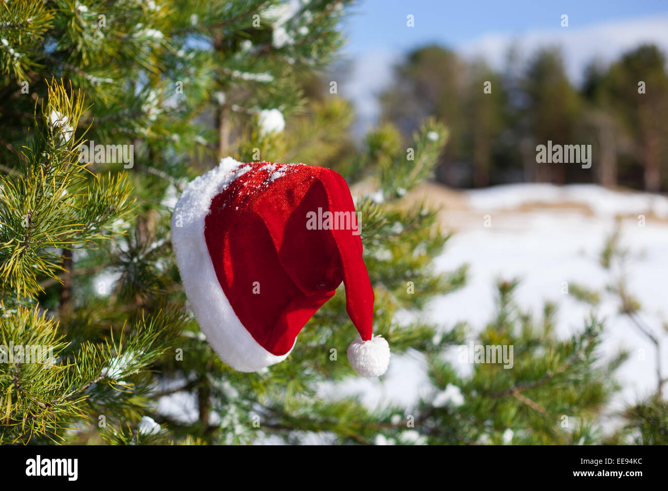 Weihnachtsmann Mütze auf Tannen Ast, Weihnachten im Winter Natur außerhalb Stockfoto