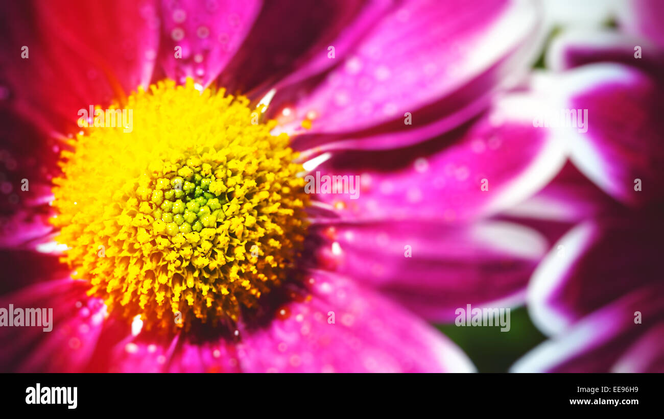 Floral abstrakt mit Gerbera Blumen Stockfoto