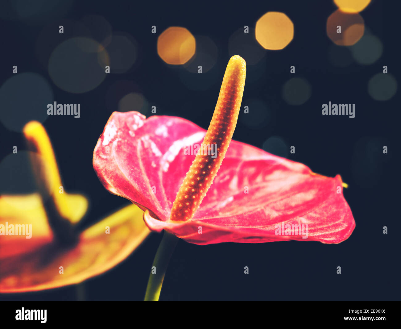 Schönheit Anthurium Blumen, Vintage floral Hintergründe Stockfoto