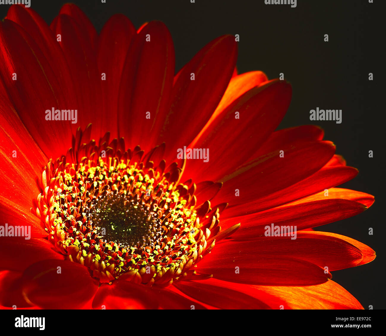 Wie ein Feuer abstrakte florale Hintergründe mit roten Dahlien Blume Stockfoto