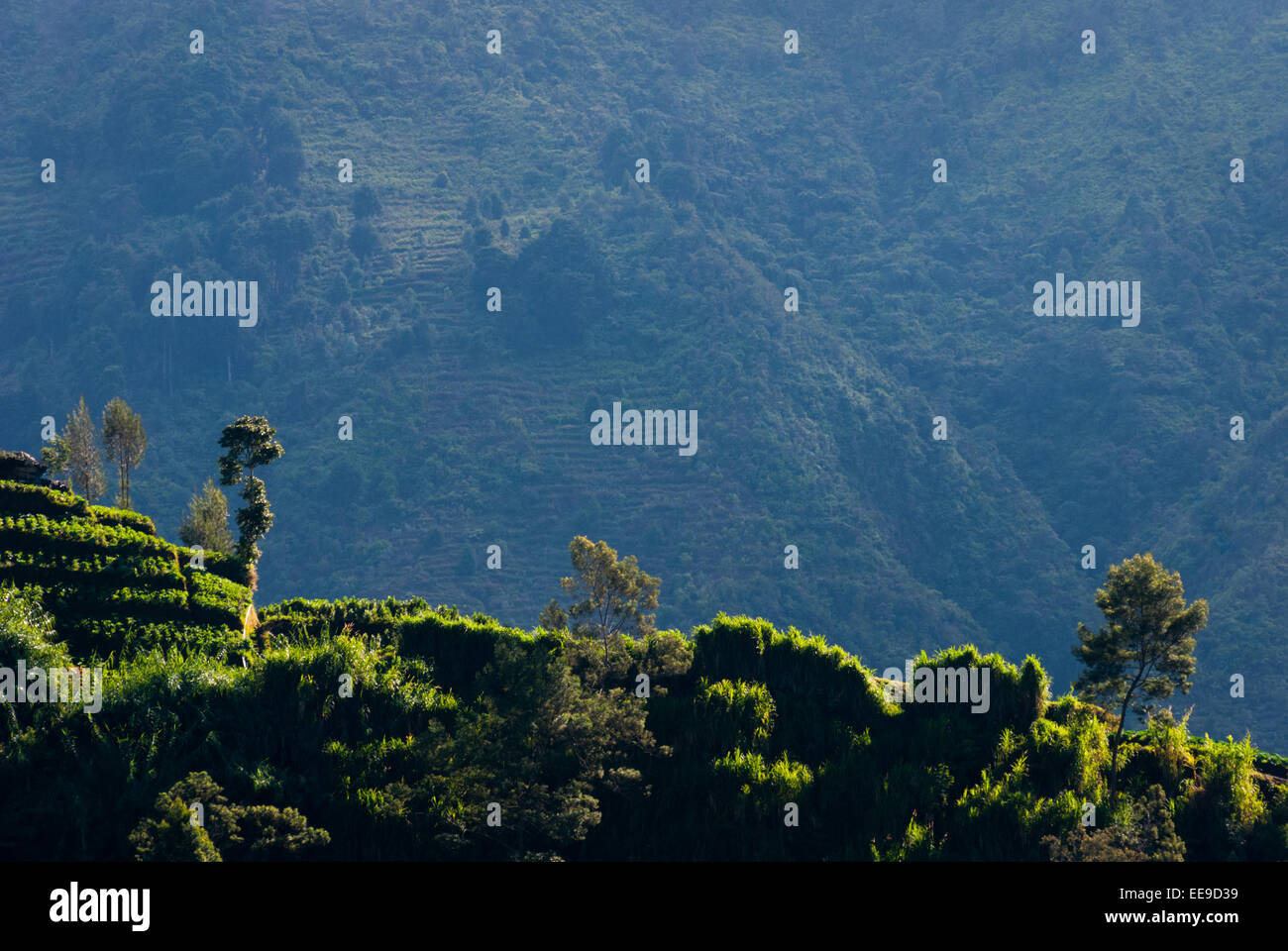 Landschaft eines Hügels auf dem Dieng Plateau, das administrativ in Batur, Banjarnegara, Zentral-Java, Indonesien liegt. Stockfoto