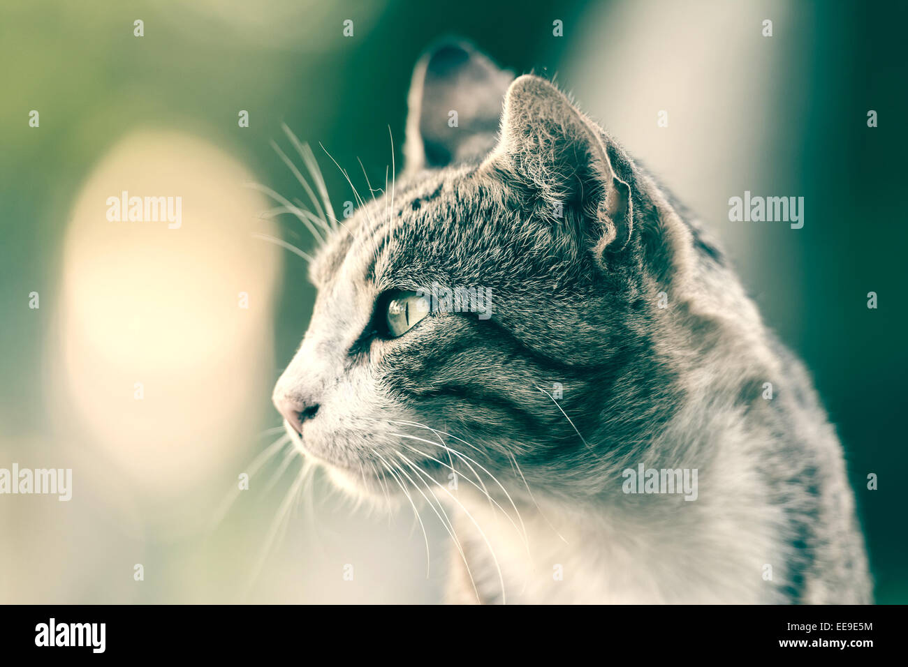 Retro-Foto der Katze Portrait Stockfoto