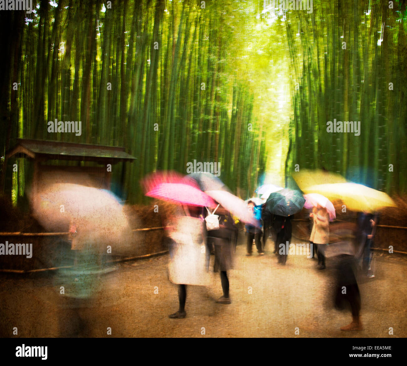 Künstlerischen Bild an einem verregneten Tag in Bambushainen der Arashiyama, Kyoto, Japan. Stockfoto