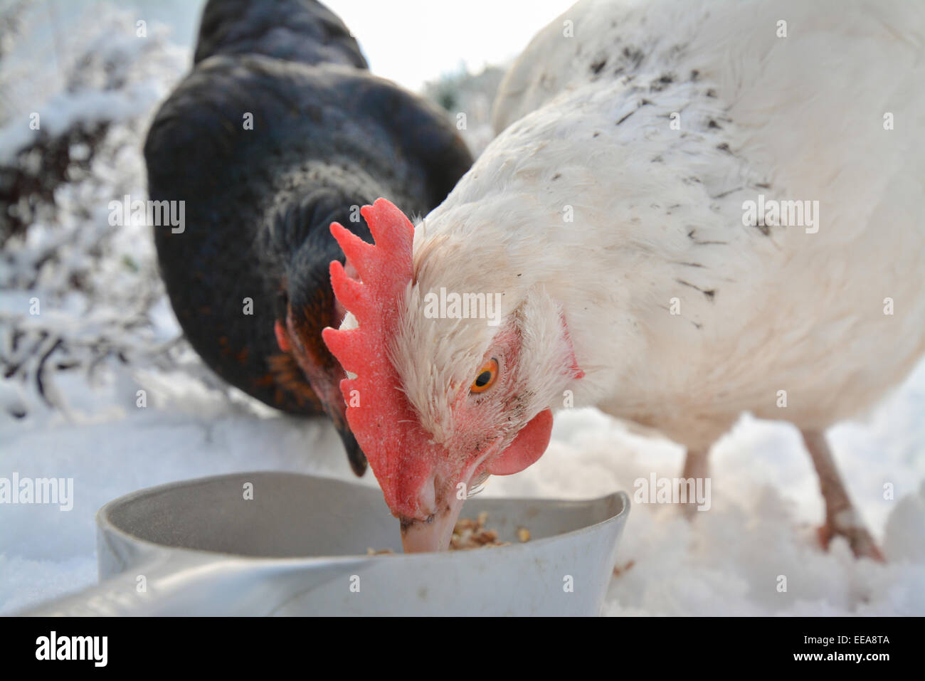 zwei inländische Hühner essen Getreide im Schnee - Nahaufnahme Stockfoto