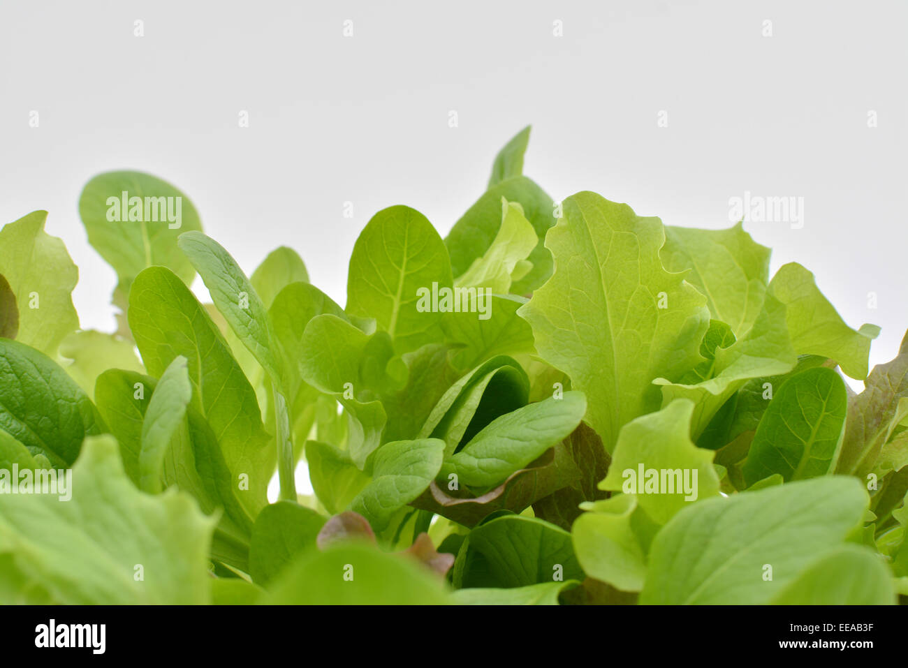 Frischer gemischter Blattsalat Blätter unten Grenzlandschaft Stockfoto