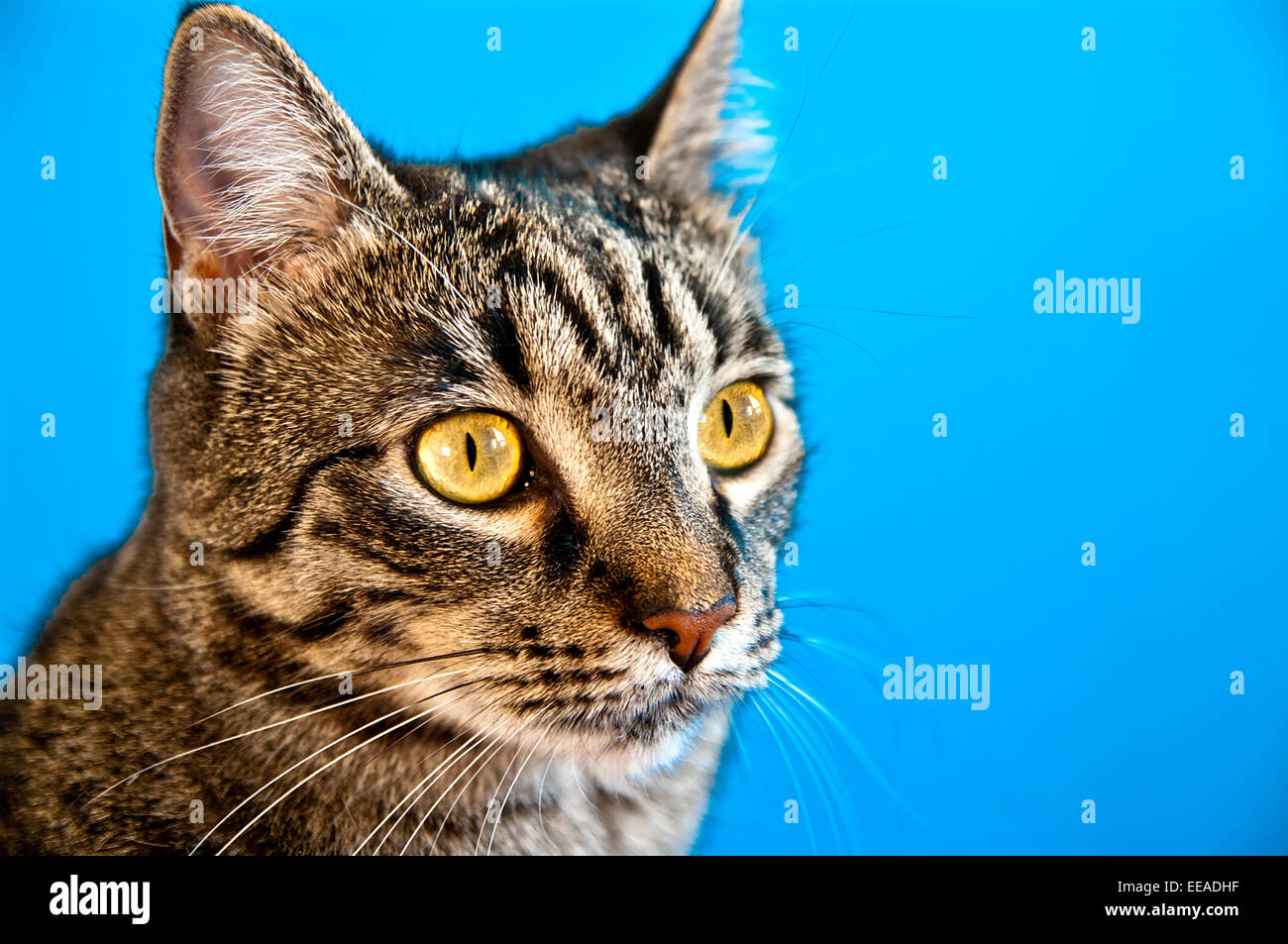 Entzuckende Tier Hintergrundbild Schone Blaue Kamera Katze Enge Closeup Suss Auge Augen Gesicht Flauschige Vorderen Lustige Graue Haare Kopf Stockfotografie Alamy