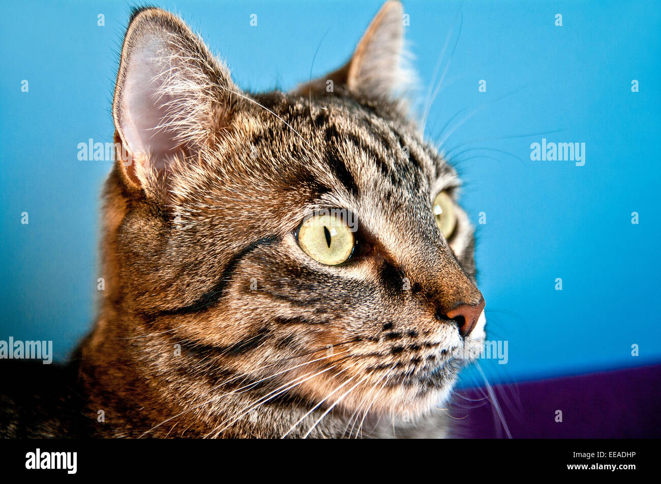Entzuckende Tier Hintergrundbild Schone Blaue Kamera Katze Enge Closeup Suss Auge Augen Gesicht Flauschige Vorderen Lustige Graue Haare Kopf Stockfotografie Alamy