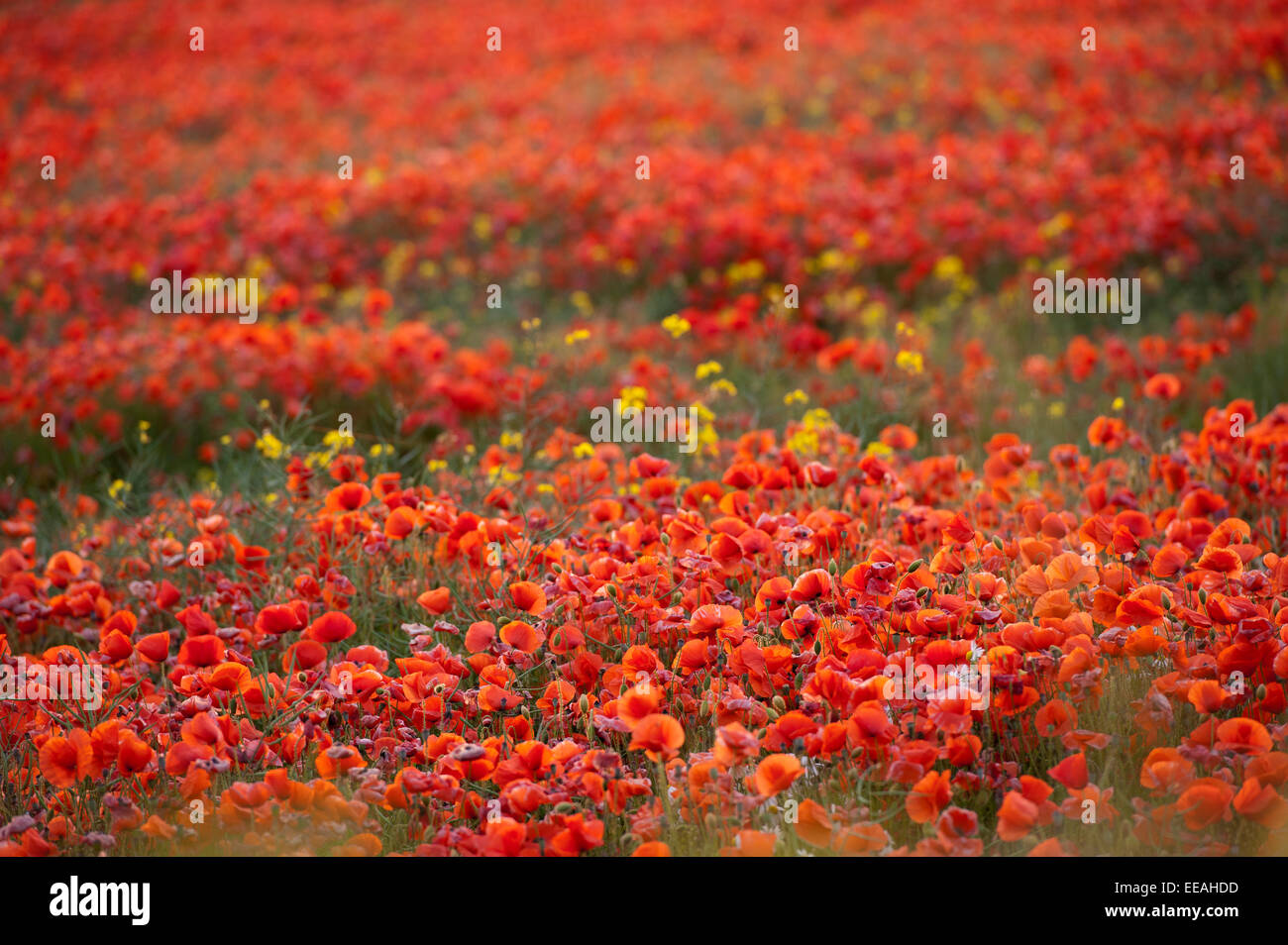 Gemeinsamen Mohn, Papaver Rhoeas, für eine Ackerfläche. North Yorkshire, UK. Stockfoto