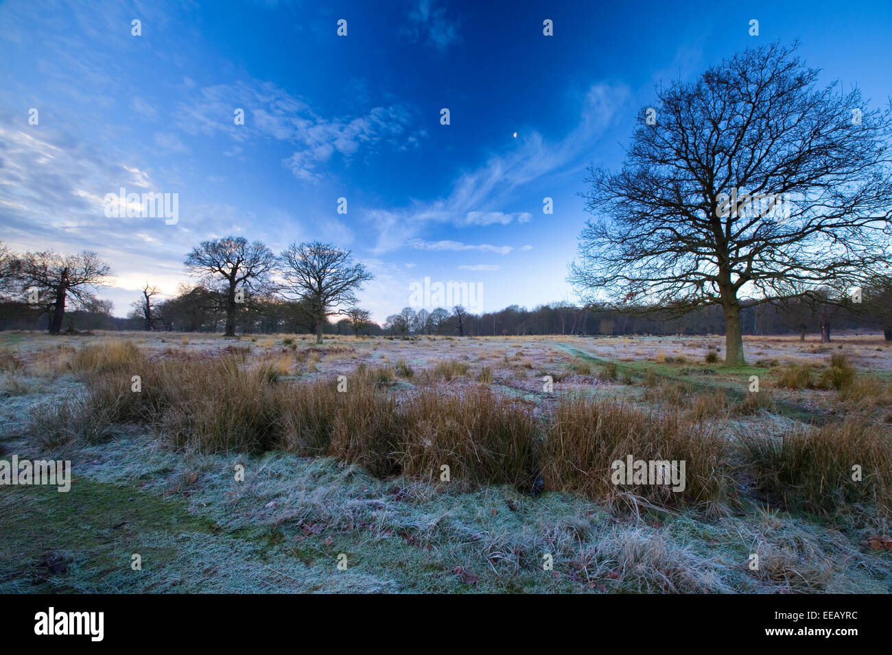 Frostiger Morgen im Richmond Park, London Stockfoto