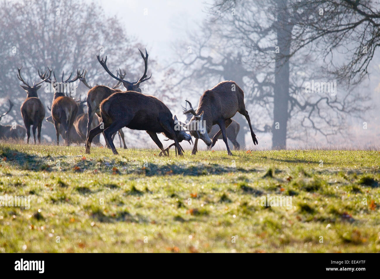 Hirsche kämpfen an sonnigen Wintertag im Richmond Park, London, Vereinigtes Königreich Stockfoto