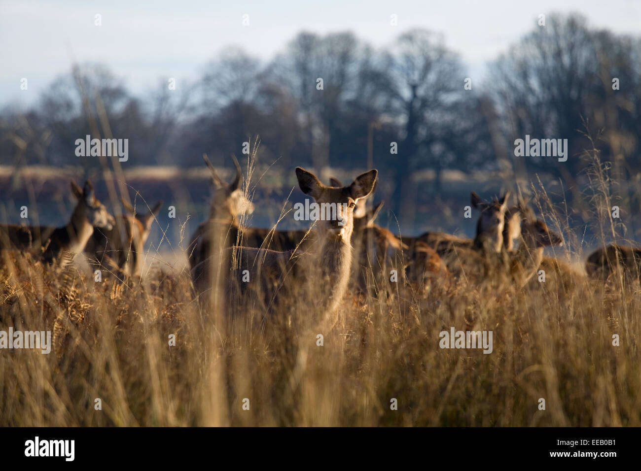 Hirsche, die Darsteller an der Linse hohe Gras der Richmond Park an sonnigen Wintertag im Richmond Park, London, Vereinigtes Königreich Stockfoto