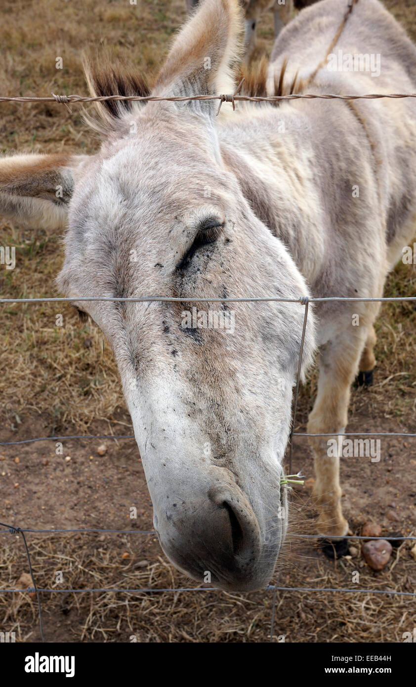 Esel (Equus Africanus Asinus) Weiden in der Overberg Region von Western Cape Provinve, Südafrika. Stockfoto