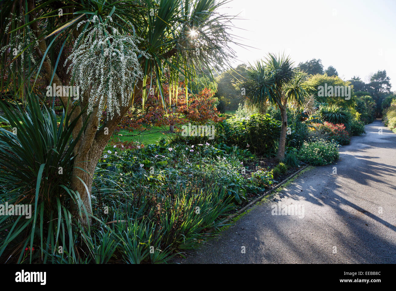 Ventnor Botanic Garden, Isle Of Wight Stockfoto Ventnor Botanic Garden, Isle Of Wight Stockfoto
