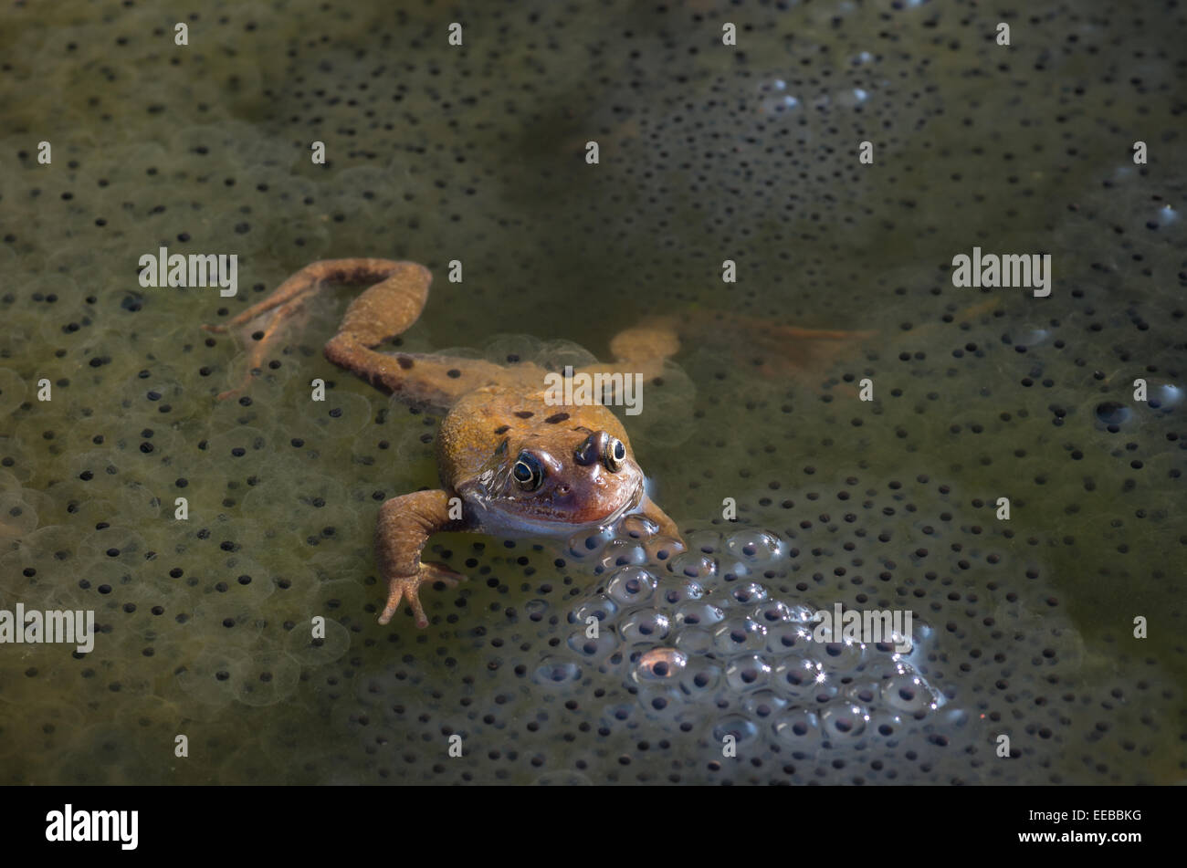 Ein Frosch, unter Frog spawn, in einem Gartenteich. Stockfoto