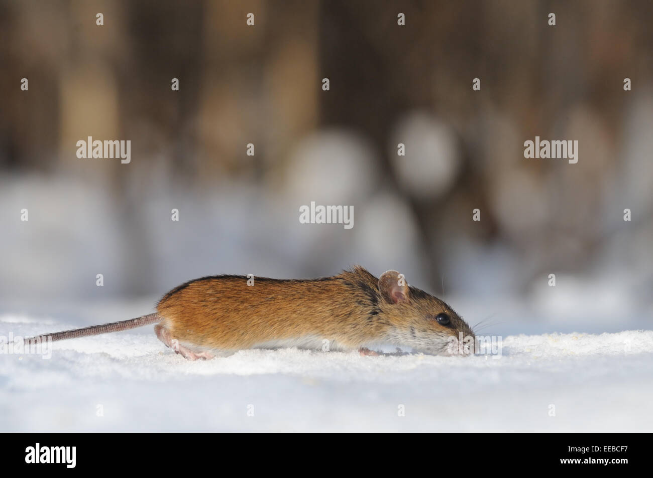 Gestreifte Feldmaus im Schnee an sonnigen Wintertag Stockfoto