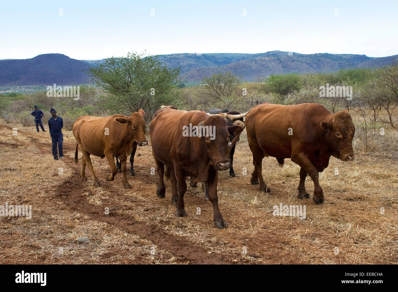 Bauern gegeben Zugang in Platin mine, Rinder zu bewegen eine Mischung aus Nguni, Semantal sowie Bonsmara Bullen zu neuen Weideflächen Stockfoto