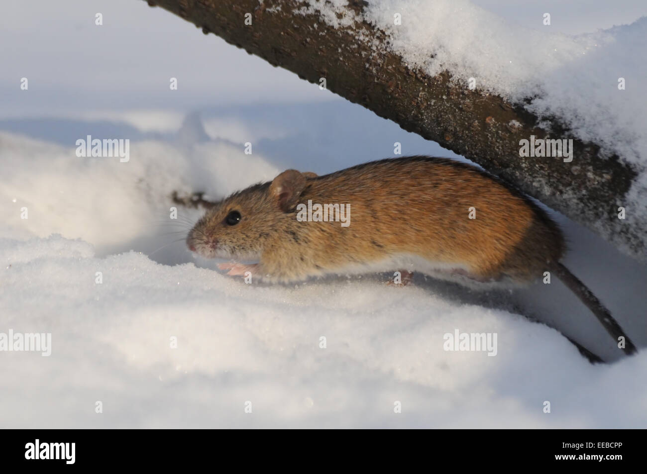 Gestreifte Feldmaus im Schnee an sonnigen Wintertag Stockfoto