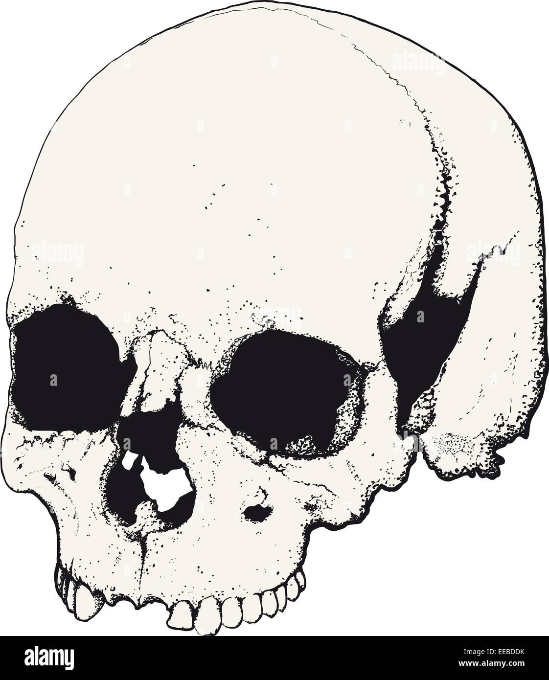 Totenkopf im Profil Stockfoto