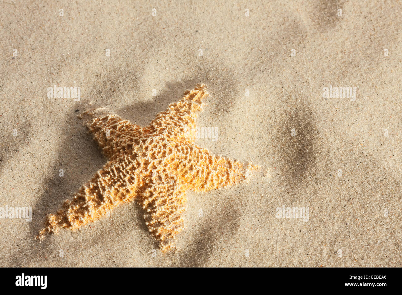 Seestern auf dem Sand liegen können als Hintergrund verwendet werden Stockfoto