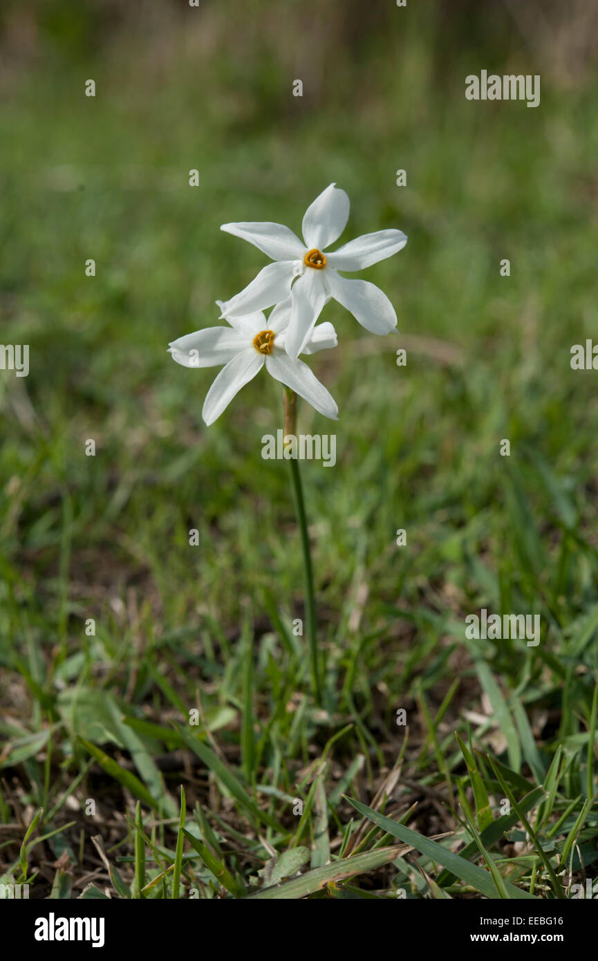 Narcissus Miniartus, Cabo Roche, Sancti Petri, Provinz Cadiz, Andalusien, Spanien. November. Stockfoto
