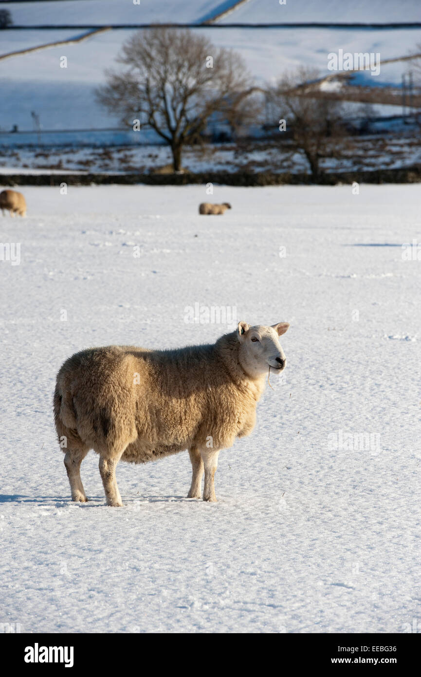 Cheviot Schafe im Schnee überdachten Bereich. Cumbria, UK Stockfoto