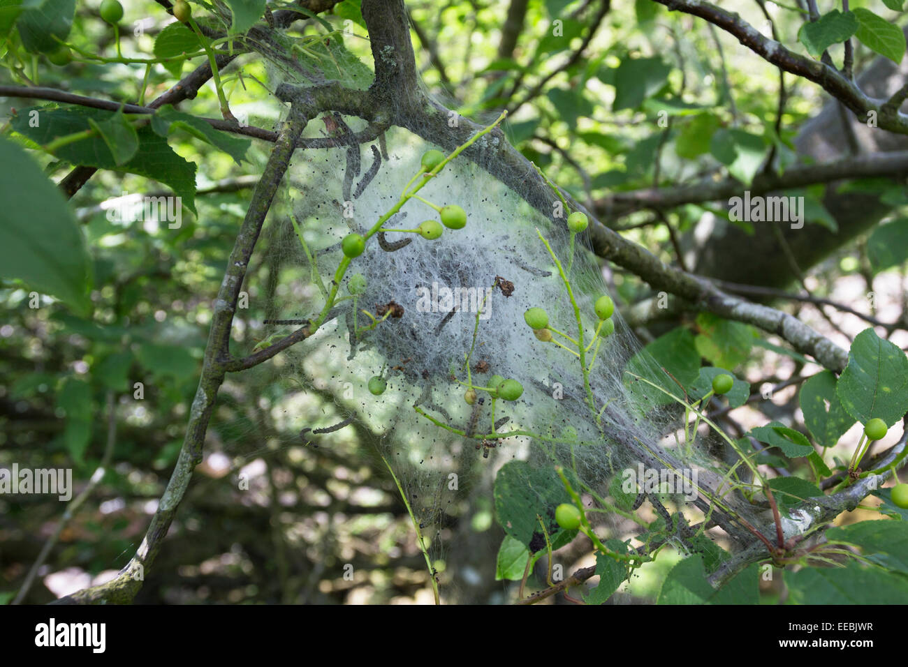 Bird Cherry Baum mit Seide Nest von Hermelin Falter Raupe Yponomeuta Evonymella Teesdale UK Stockfoto