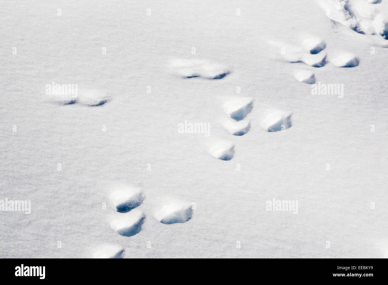 Spuren von einem Schneehasen (Lepus Timidus) im Schnee in den österreichischen Alpen. Österreich Europa. Stockfoto