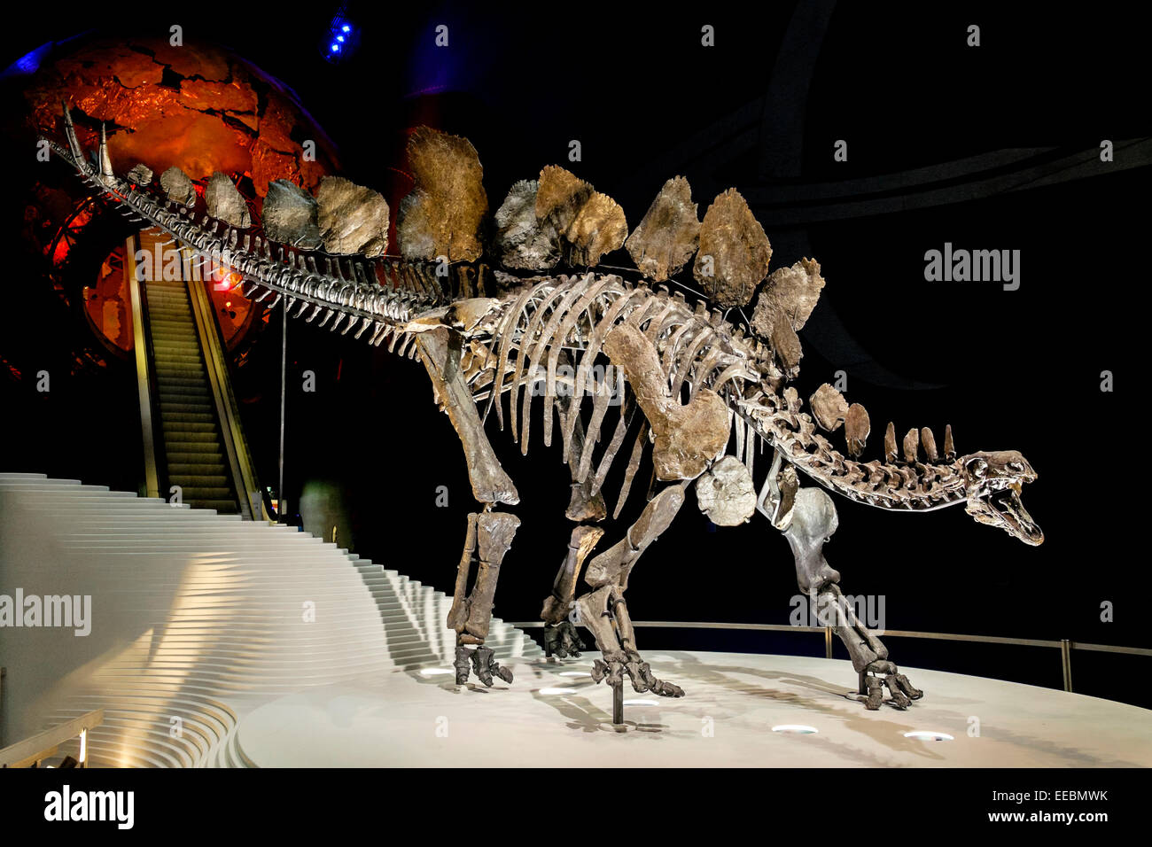 Sophie das Stegosaurus Dinosaurier Fossil Skelett im The Natural History Museum London Stockfoto