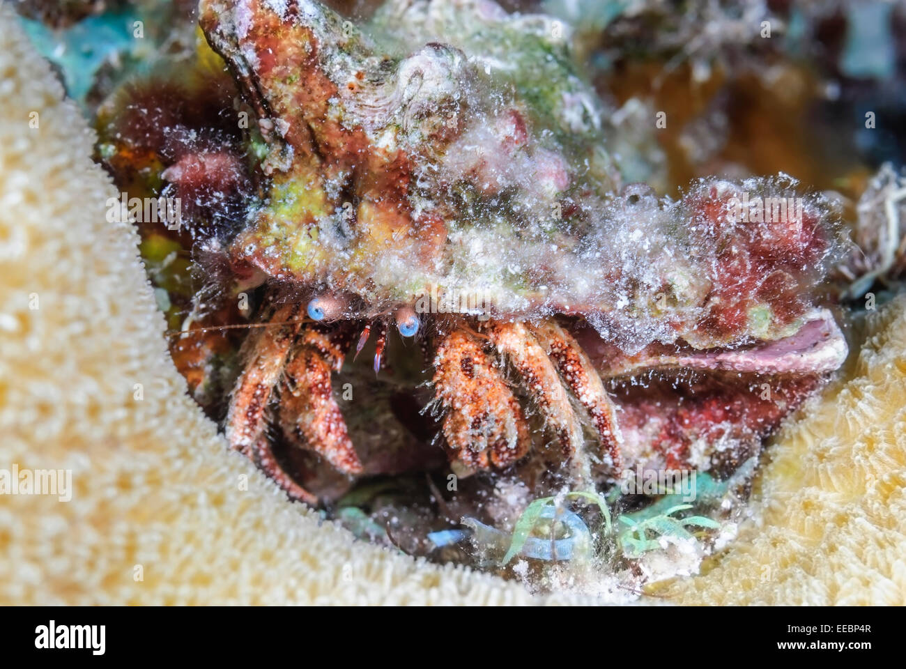 Wass der Einsiedlerkrebs, Paguristes Wassi, Bonaire, Karibik Niederlande, Karibik Stockfoto