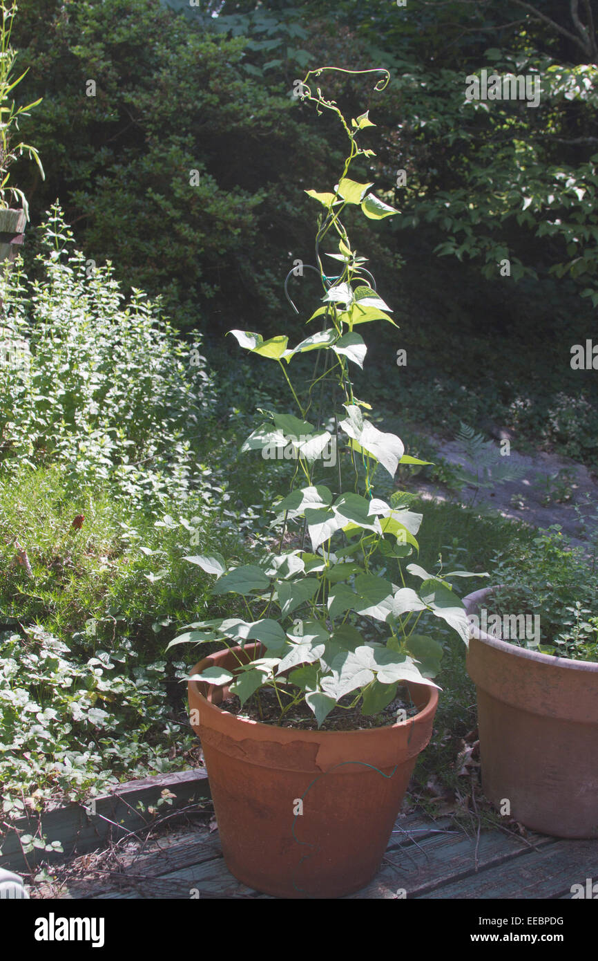 Eine große Bohne Pflanze wächst in einem grossen Behälter neben einem Topf der Katzenminze auf einer Holzterrasse im Sommer Stockfoto