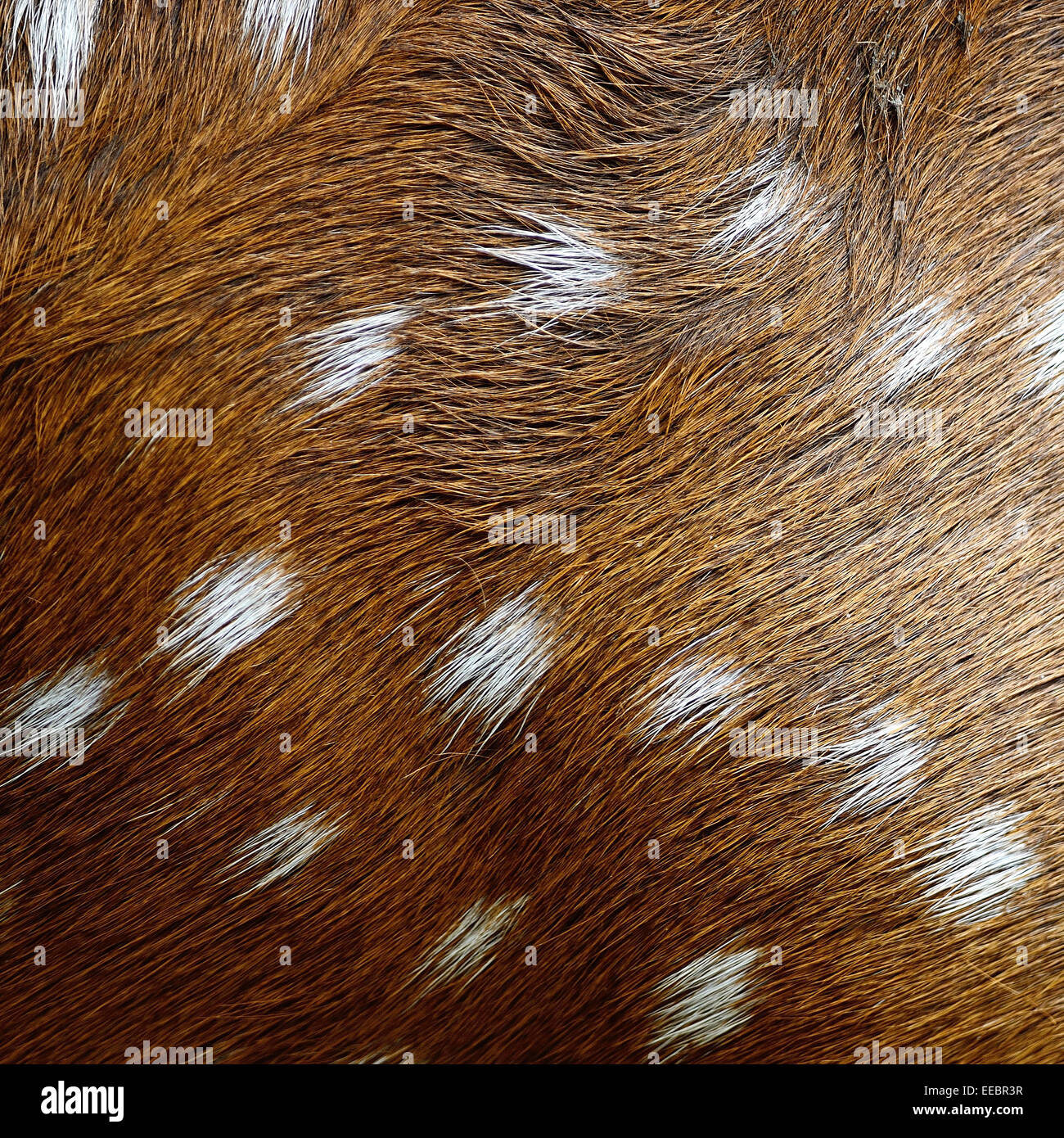 Tierhaare, Spotted Deer (Cervus Achse), Hintergrund Textur der Haut Stockfoto
