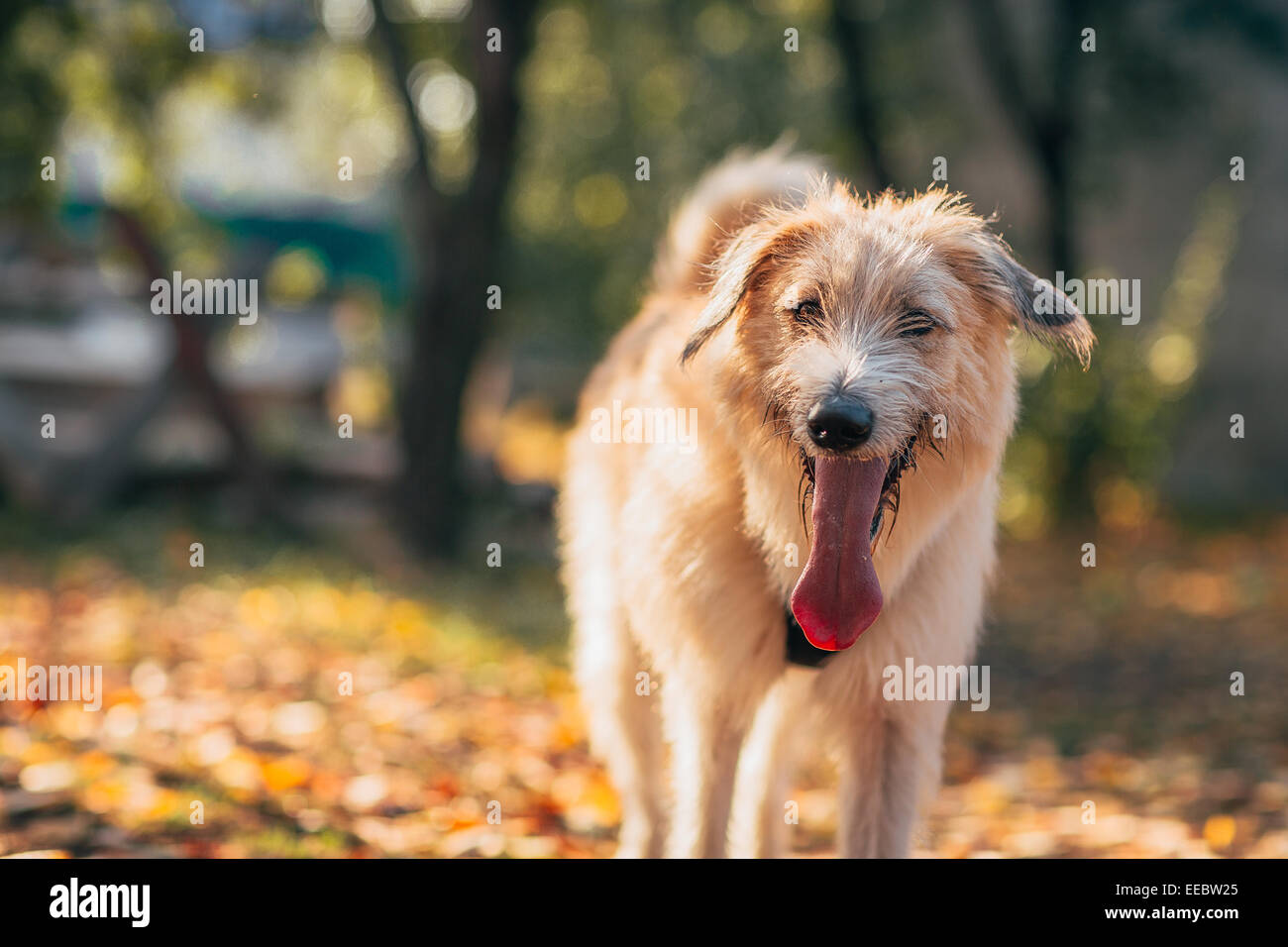 Irischer Wolfshund stehen auf dem Rasen Stockfoto