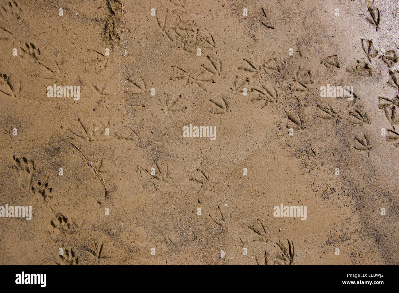 Fußspuren im sand Stockfoto