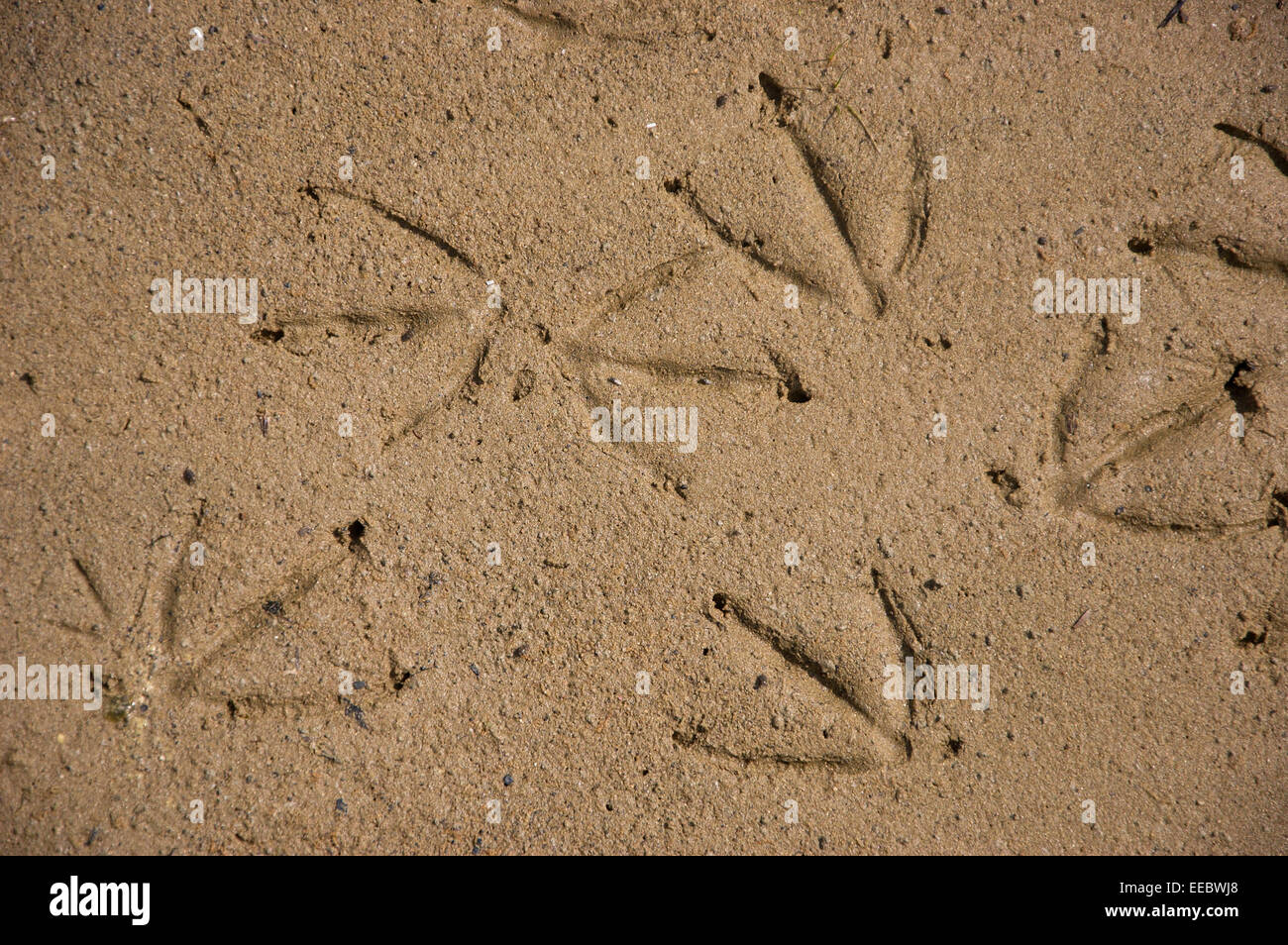 Fußspuren im sand Stockfoto