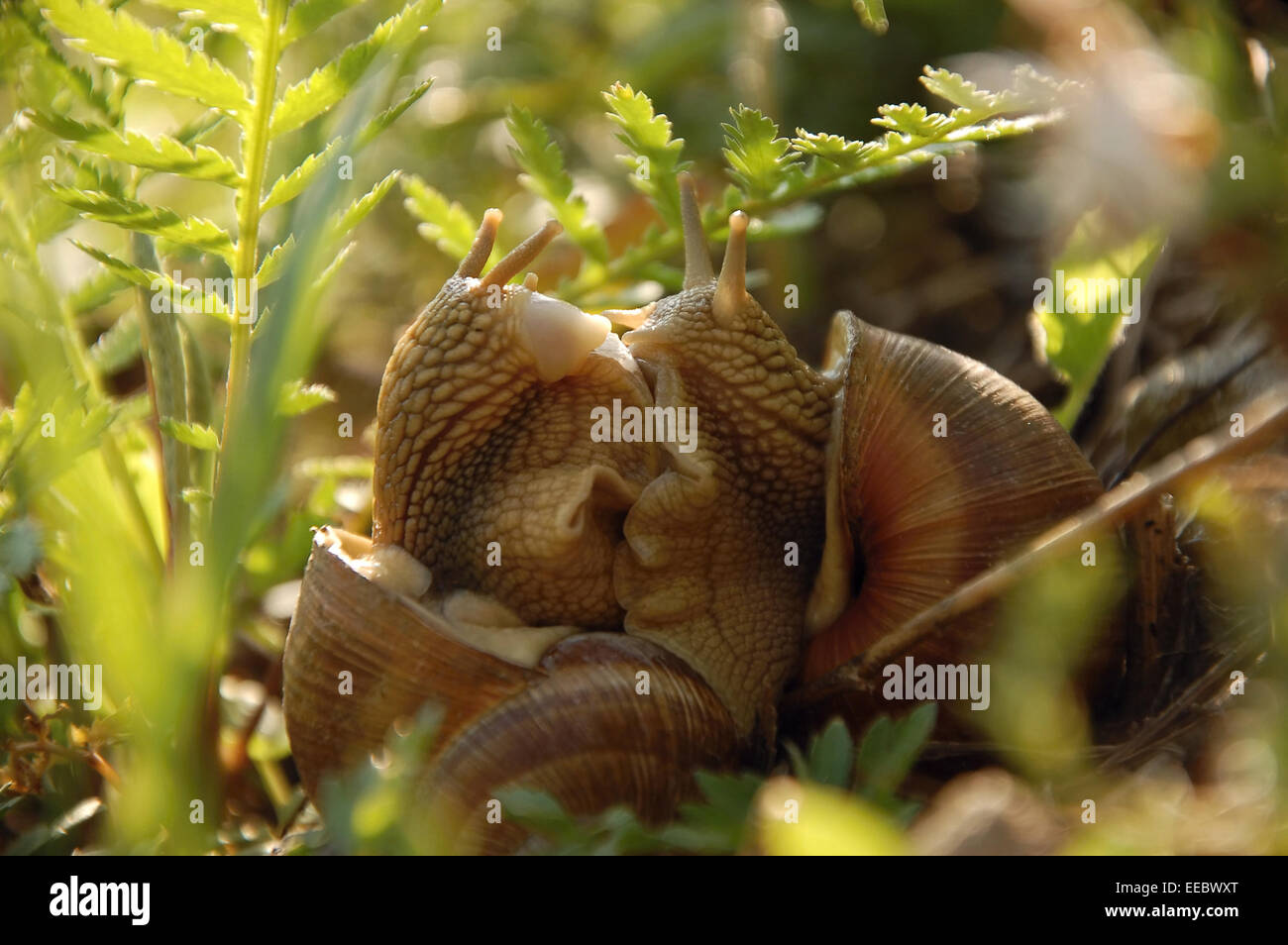 Schnecke-Liebe Stockfoto