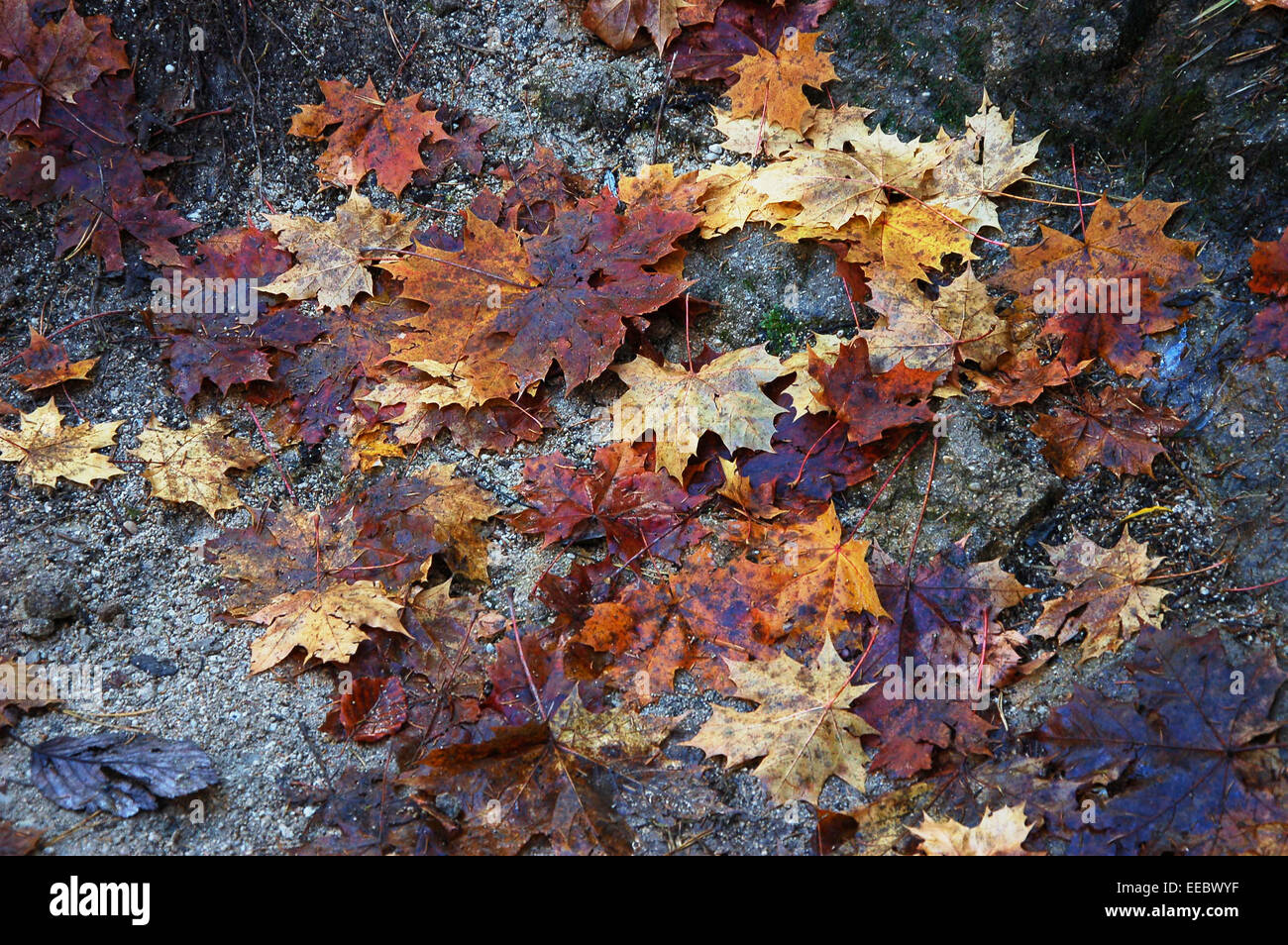 Blätter im Herbst Stockfoto