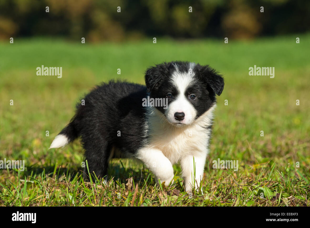 Border-Collie-Welpen in der Natur Stockfoto