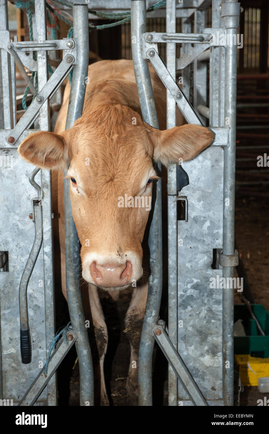 In ein Vieh zu vernichten, wodurch es einfacher, mit zu arbeiten statt Rind Kuh Cumbria, UK. Stockfoto