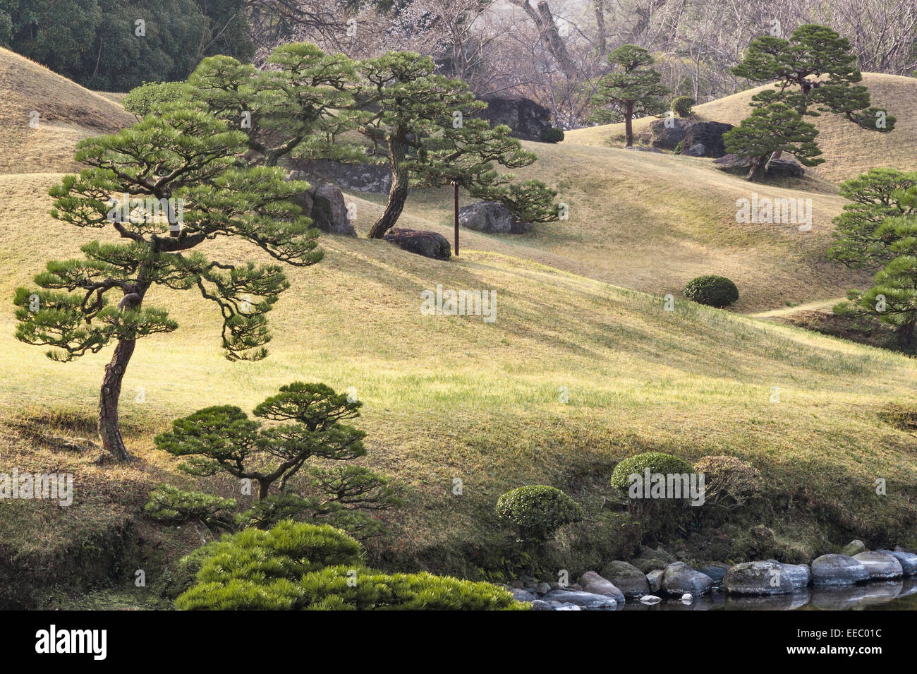 Kumamoto, Kyushu, Japan. Der Garten von Suizen-JI Joju-en wurde 1632 eröffnet. Miniatur-Kiefern geschnitten, um eine Illusion von Skala zu erzeugen Stockfoto