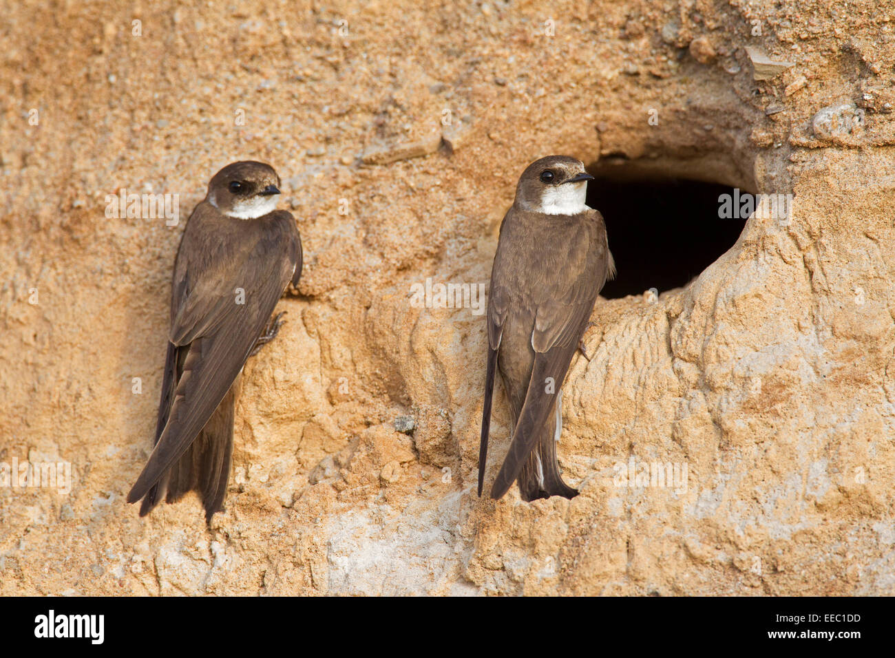 Zwei europäische Sand Martins / Bank schluckt (Riparia Riparia) am Nest Loch in Brutkolonie am Ufer Stockfoto