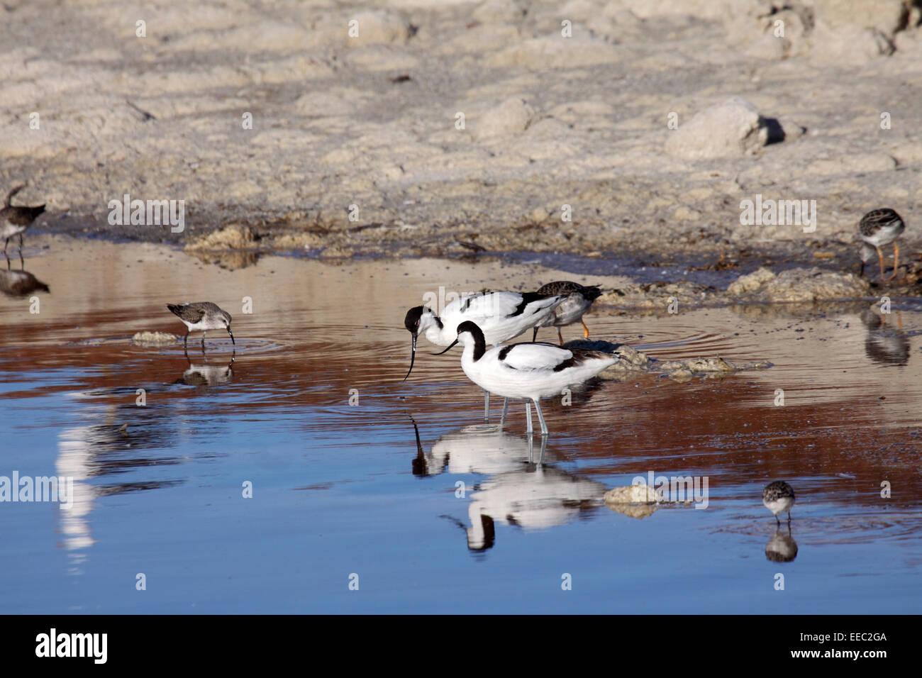 Pied Avocet Reflexion im Wasser in Salinen in Südafrika Stockfoto