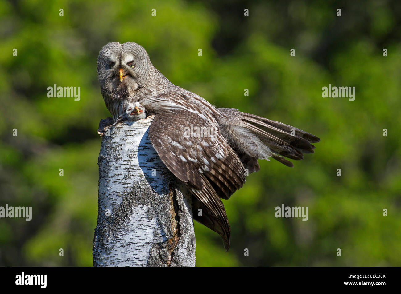 Bartkauz / große graue Eule (Strix Nebulosa) weiblichen sitzen auf Nest mit Küken auf Baumstumpf in skandinavischen Wald Stockfoto