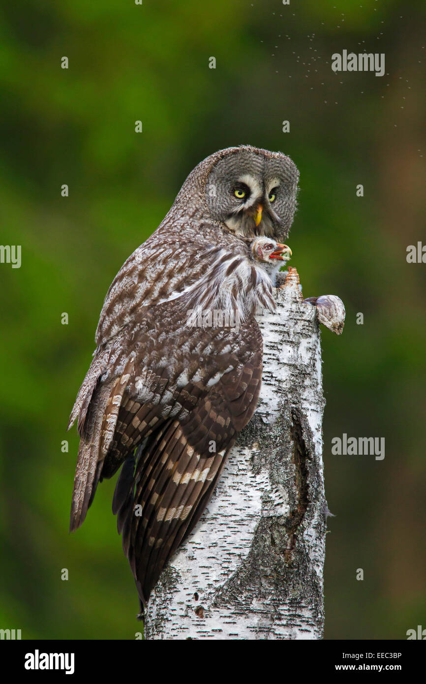 Bartkauz / große graue Eule (Strix Nebulosa) weiblichen sitzen auf Nest mit Küken auf Baumstumpf in skandinavischen Wald Stockfoto