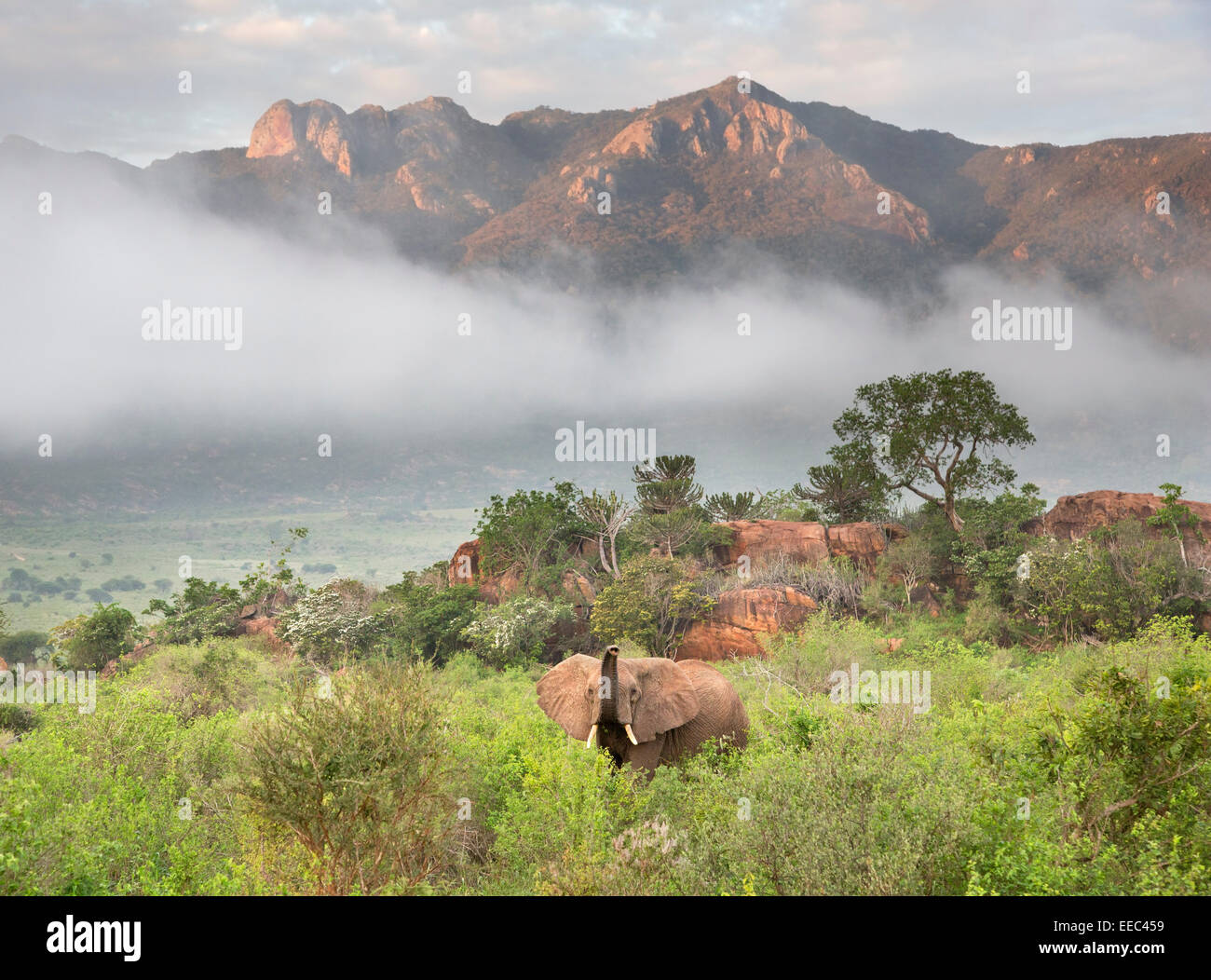 Elefanten in der schönen Landschaft des Tsavo West Nationalpark, Kenia Stockfoto